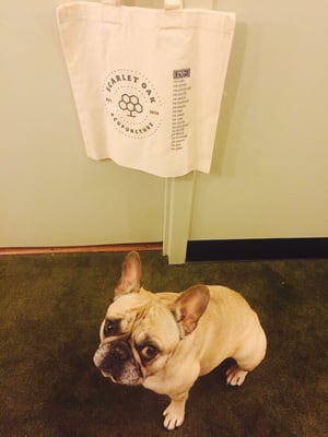 Daisy the Office Manager helping us unpack the tote bags!