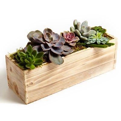 Succulent Rectangle-Collection of succulents nestled in a rectangular wooden box with moss.