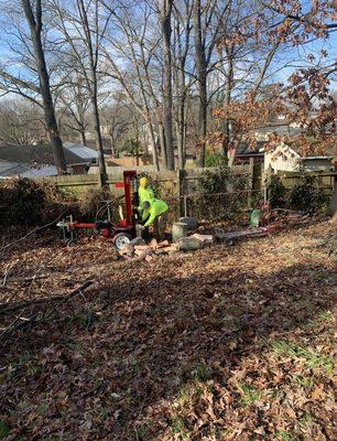 Our team splitting the wood of a maple tree