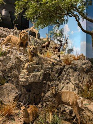 This is a picture of an exhibit that includes lions and antelope among other animals.