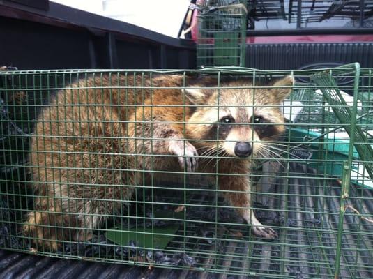 Raccoon Trapping And Control