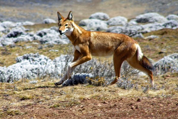 Ethiopian Red fox Endemic to Ethiopia