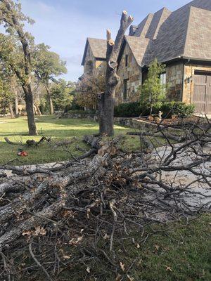 Oak tree removal