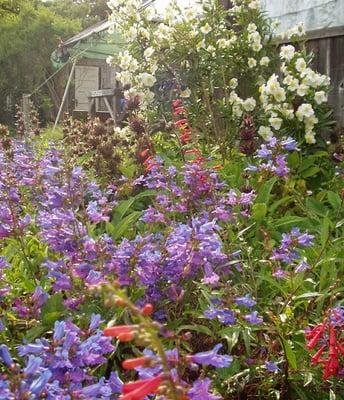 Fantastic color displays in a recently installed California Native Garden.