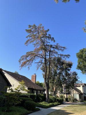 Sadly, this pine tree was at the end of its life and losing large branches. Clint and his crew did a great job removing it.