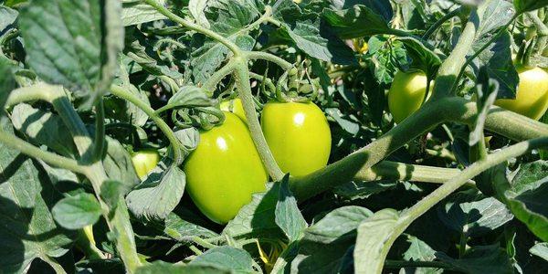 Roma Tomatoes | Ziemke's Farm