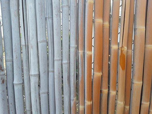 Dried before and after 4 yr old bamboo fence