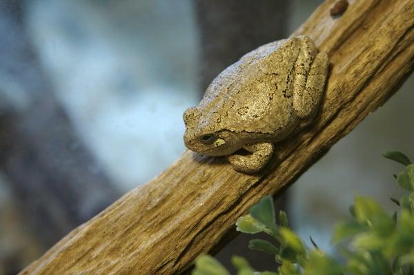 Gray Treefrog