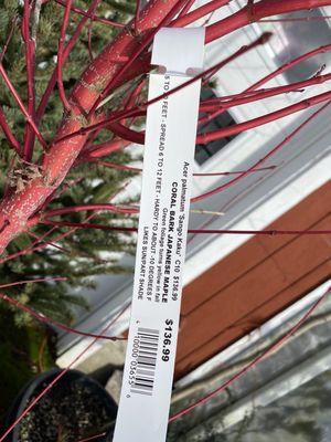 Incredible variety of japanese maple with red bark