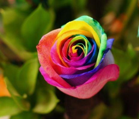 Our beautiful specialty rose, these tie-dye roses are unique to our shop.