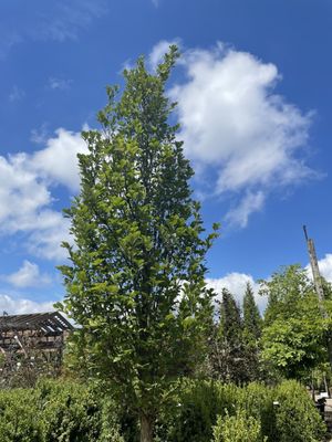 Large "Kindred Spirit" oak which I purchased at the nursery