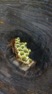 C & J Cactus Nursery