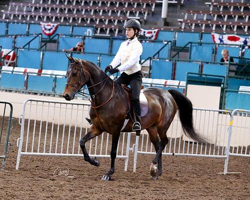 Student showing in the Academy division at the Del Mar Fair Horse Show.