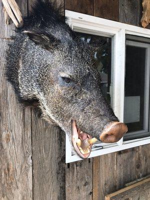 Javelina