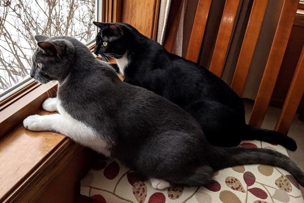 my boys, enjoying the bird activity in the back yard.