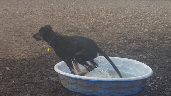 They have a pool to cool off in.