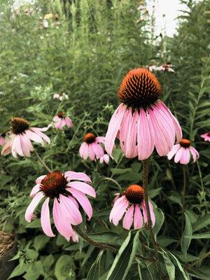 Eastern Purple Coneflower (Echinacea purpurea)