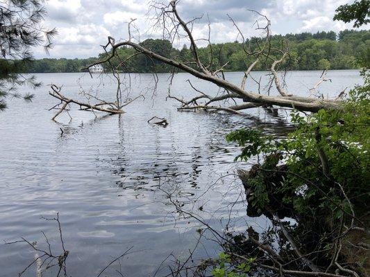 Outer trail at Lake Cochichewick.