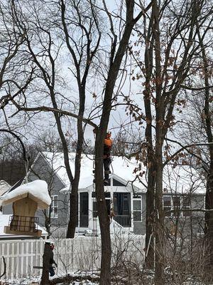 One Man & A Tree