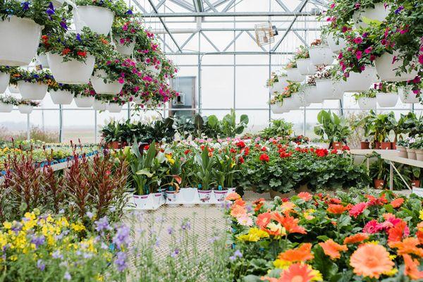 Dutch Mill Greenhouse