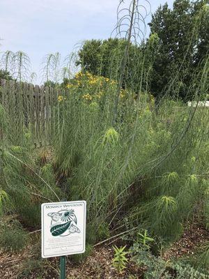 Pollinator Garden August 2018