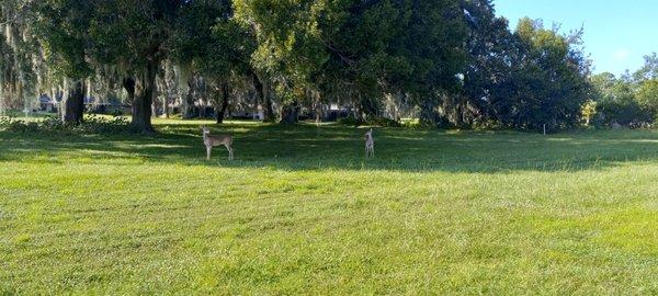 Tarpon Woods Golf Club