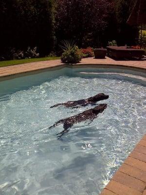 Summer Time Swimming  #BritsandBarks #dogwalking  #Boonton