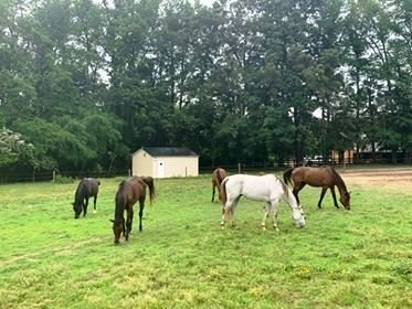 Guardian Hearts Gelding Pasture at Liberty Acres