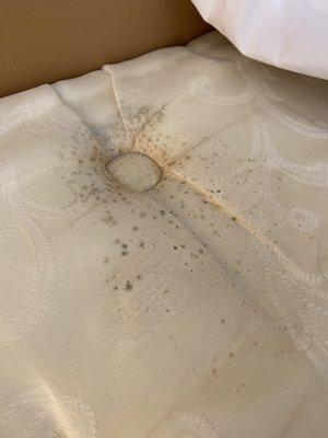 Mold on the mattress