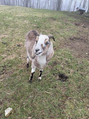 This goat let us give him a scratch.