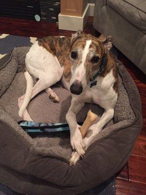 Miles. Almost 4 year old male retired Greyhound.