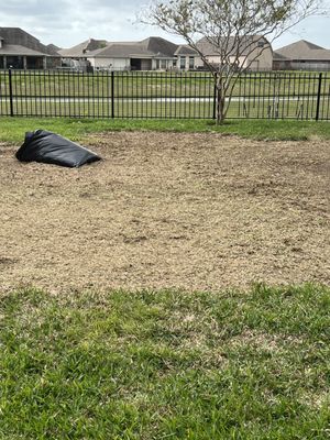 The day of the job. They removed all the dead grass before placing the new sod.