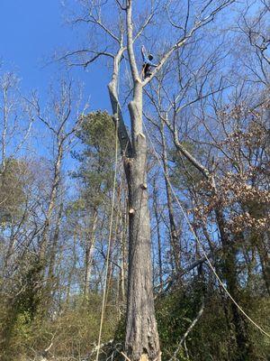 Cutting tree branches