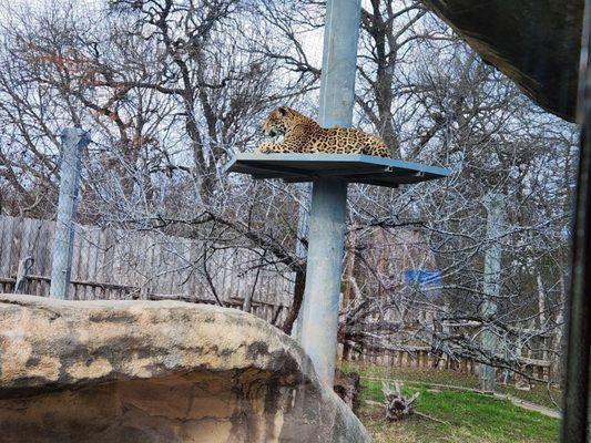 Jaugire at the Cameron zoo