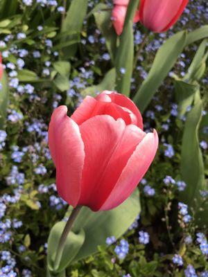 Tulip