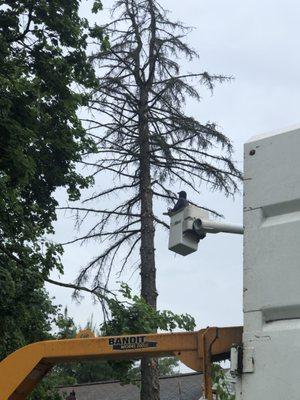 Tree removal in Baldwin!  Great Job!