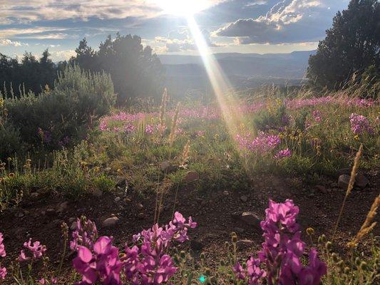 Eagle Wildflowers