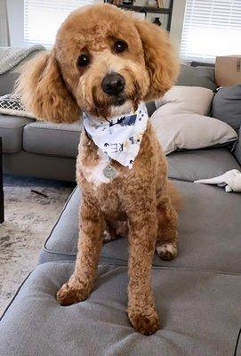 Feeling fresh after his new groom!