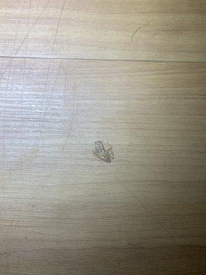 Dead roach on floor