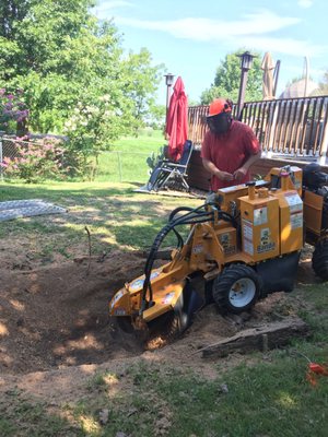 Stump Monkey Stump Grinding