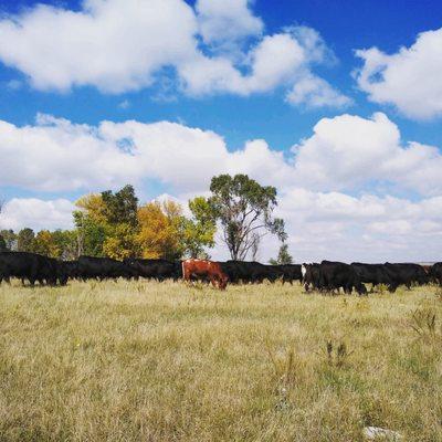 A gorgeous view of cattle operations.