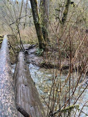 we had to cross the river by walking across this log because it was too muddy with the shoes we were wearing so be careful!