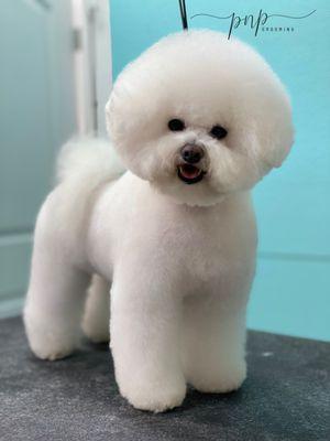 BICHON FRISE