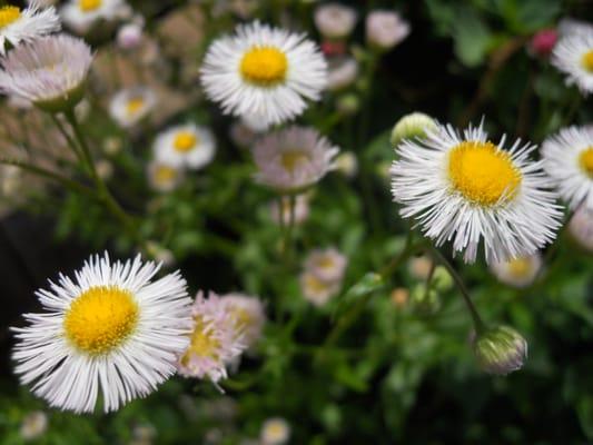 Detroit Lakes Floral