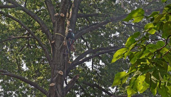 Omni Tree Service | Tree Bracing & Cabling