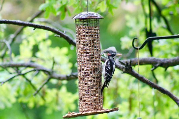 Birder's delight - Downey Woodpecker - one type of many spotted at Laughing Pines