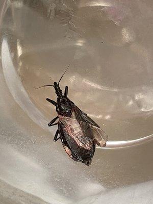 Triatomine (kissing bug) that bit my son