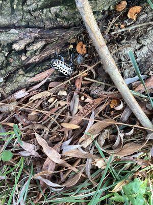 Cottonwood borer at the base of a willow tree