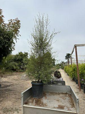 Pittosporum Silver Sheen