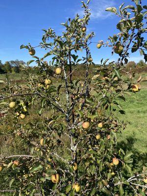 Apples on the tree